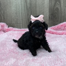 Havapoo Puppy Brisket