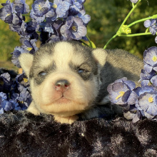 Pomsky Puppy Pearly