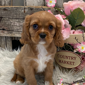 Cavalier King Charles Spaniel Puppy Rhythm