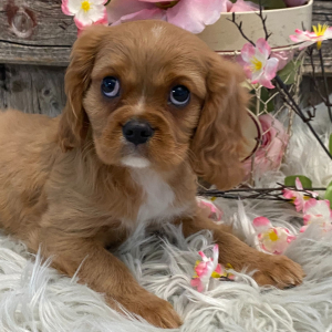 Cavalier King Charles Spaniel Puppy Rhythm