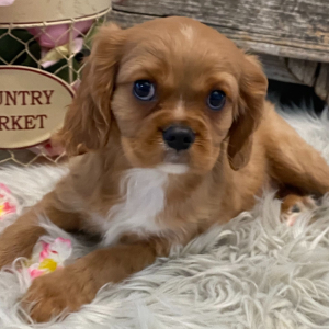 Cavalier King Charles Spaniel Puppy Rhythm