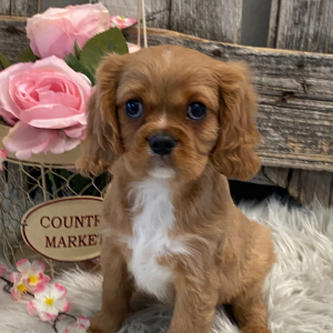 Cavalier King Charles Spaniel Puppy Rhythm