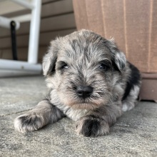 Miniature Schnauzer Puppy Elijah