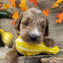 Goldendoodle Puppy Zebedee