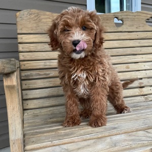 Goldendoodle Puppy Zebedee
