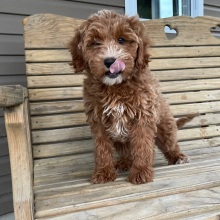 Goldendoodle Puppy Zebedee