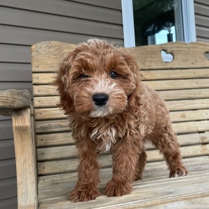 Goldendoodle Puppy Zebedee