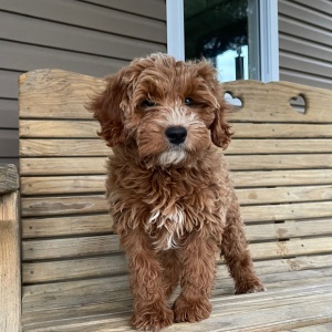Goldendoodle Puppy Zebedee