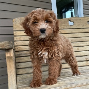 Goldendoodle Puppy Zebedee