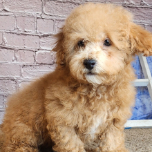 Poodle Puppy Matix