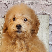 Poodle Puppy Matix
