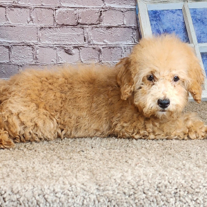 Poodle Puppy Matix