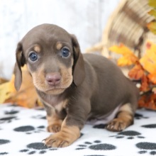 Dachshund Puppy Gordy