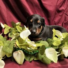 Doberman Pinscher Puppy Joy
