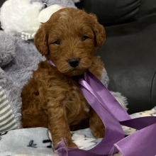 Goldendoodle Puppy Jay Jay