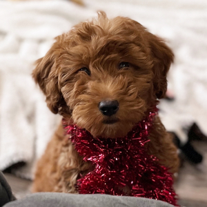 Goldendoodle Puppy Jay Jay
