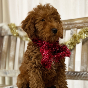 Goldendoodle Puppy Jay Jay
