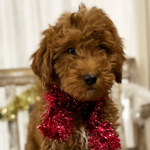 Goldendoodle Puppy Jay Jay