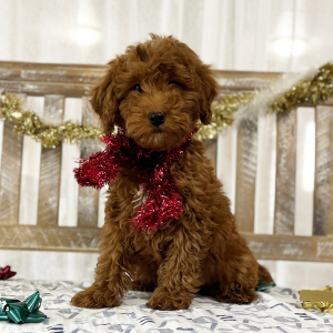 Goldendoodle Puppy Jay Jay