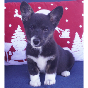 American Corgi Puppy Lib