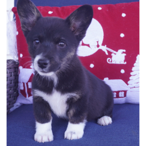 American Corgi Puppy Lib