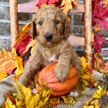 Goldendoodle Puppy Bailey