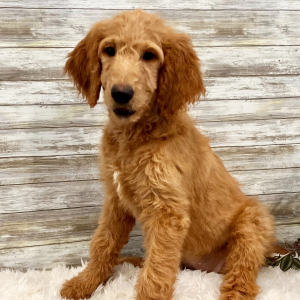 Goldendoodle Puppy Bailey