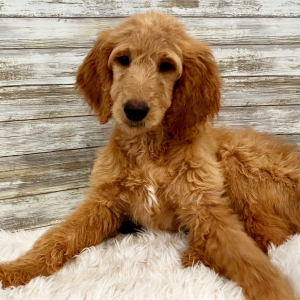 Goldendoodle Puppy Bailey