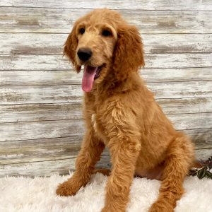 Goldendoodle Puppy Bailey