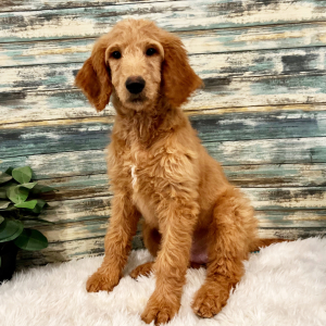 Goldendoodle Puppy Bailey