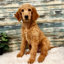 Goldendoodle Puppy Bailey