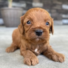 Cavapoo Puppy Trisha