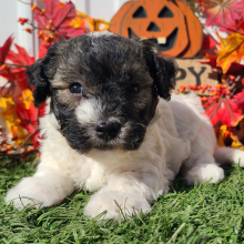 Havapoo Puppy Elmo