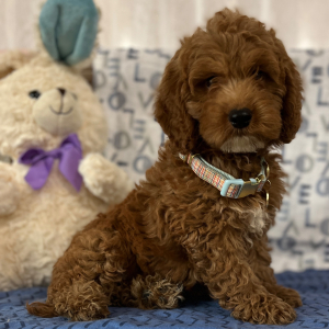 Goldendoodle Puppy Eric