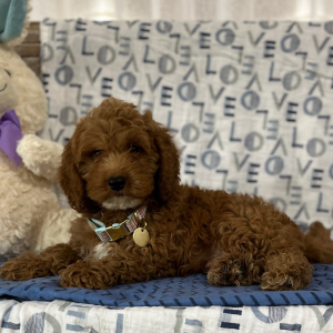 Goldendoodle Puppy Eric