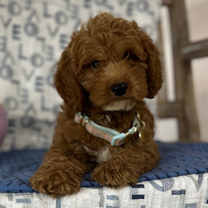 Goldendoodle Puppy Eric