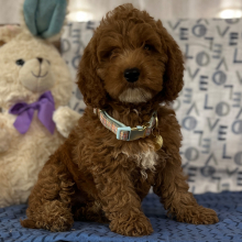 Goldendoodle Puppy Eric