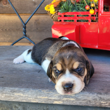 Beagle Puppy Belle