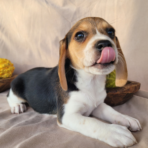 Beagle Puppy Belle