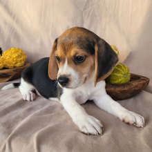 Beagle Puppy Belle