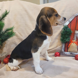 Beagle Puppy Belle