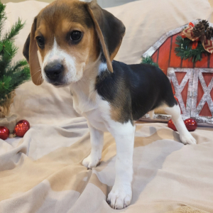 Beagle Puppy Belle