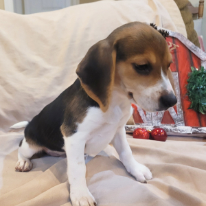 Beagle Puppy Belle