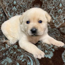 Labrador Retriever Puppy Lila