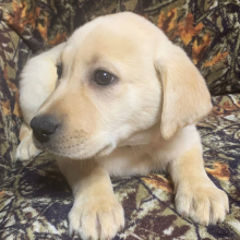 Labrador Retriever Puppy Lila