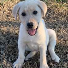 Labrador Retriever Puppy Lila