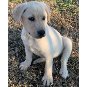 Labrador Retriever Puppy Lila