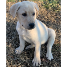 Labrador Retriever Puppy Lila