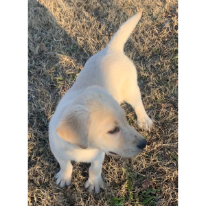 Labrador Retriever Puppy Lila