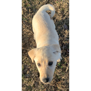 Labrador Retriever Puppy Lila